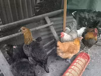 Chickens — الصورة 5