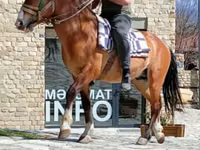 Cal, Karabakh horse — foto 4