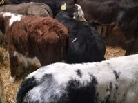 Bovinos (lote, sexo no especificado), Ganado vacuno — foto 2