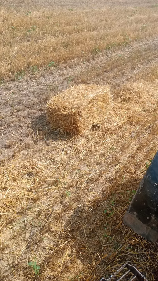 baloți de paie de orz