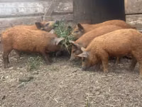 Pigs (batch, sex not specified) — photo 3