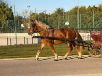 Caballo, Caballos — foto 8
