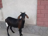 Ziege, Nubian Goat — Foto 1