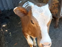 Kuh, Simmental cattle — Foto 1