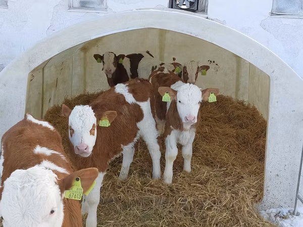 Bulle, Simmental cattle