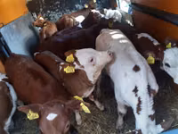 Taureau, Vache limousine — photo 2