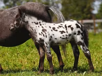 فرس, American shetland pony — الصورة 3