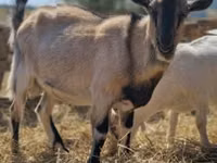 公山羊, Goats — 照片 1