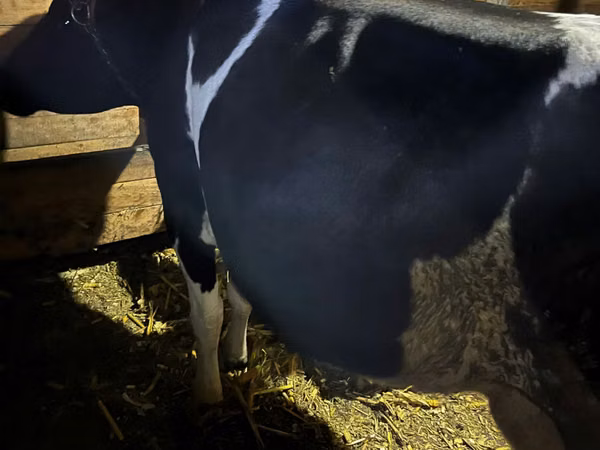 Vacă, Russian Black pied cattle