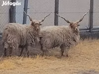 Carnero, German Grey Heath sheep — foto 1