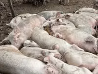 Säue, Schweine — Foto 1