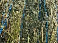 Baloți de lucernă — photo 1