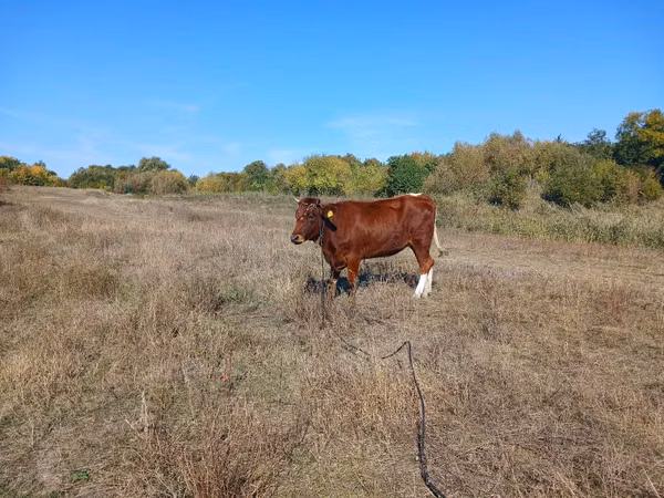 Vacă, Simmental cattle