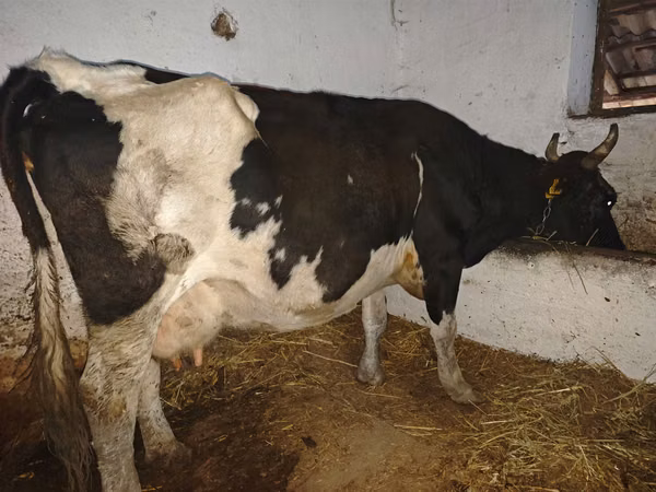 母牛, Russian Black pied cattle