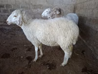 Schaf, Merino sheep — Foto 8