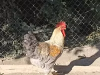 Chickens — फ़ोटो 3