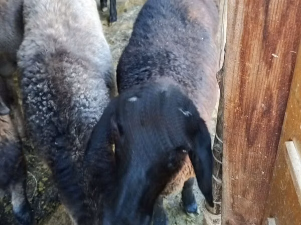 Schaf, Schafe