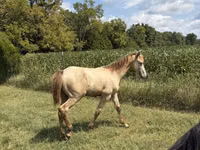 At, Kentucky mountain daddle horse — foto 3