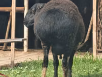 كبش, Blackheaded Persian sheep — الصورة 7