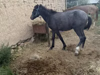 घोड़ा, Friesian sport horse — फ़ोटो 3
