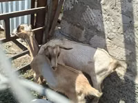 Țap, Alpine goat — foto 3
