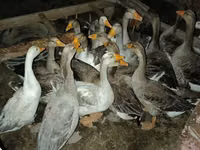 Geese — photo 4