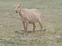 Țap, Alpine goat — foto 2