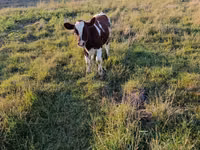 Kuh, Rinder — Foto 2