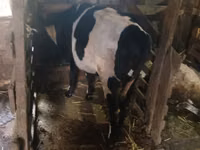 Cow, Russian Black pied cattle — photo 6