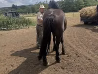 Toychoq, Međimurje horse — 5-rasm