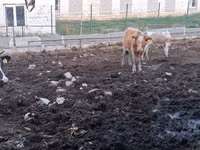 Vaca, Ganado vacuno — foto 3