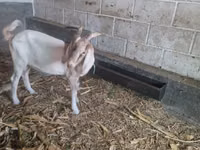 Cabro, Nubian Goat — foto 4
