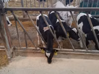 Bulle, Holstein-Rasse — Foto 4