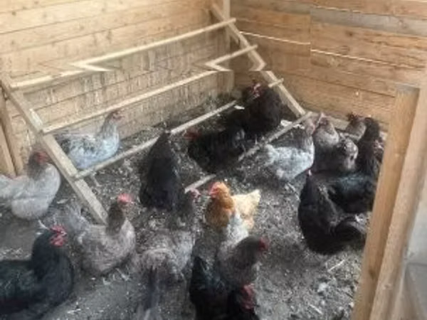 Australorp