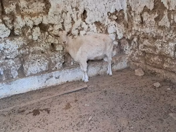 Capră, Russian White goat