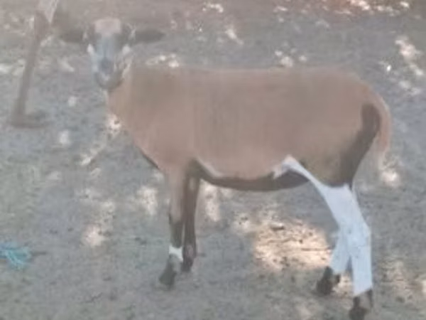 Capră, Capre