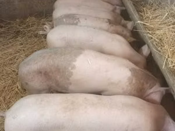 Scroafă, Porci