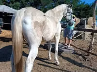 公马, Lipizzaner — 照片 2