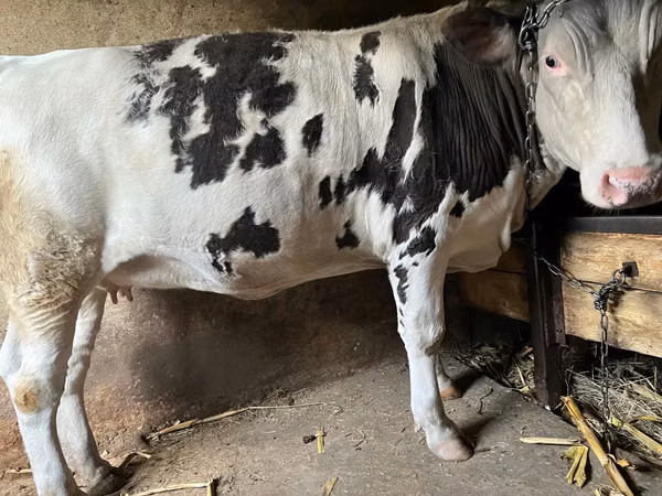 Kuh, Russian Black pied cattle — Republik Moldau