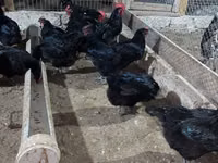 Australorp — photo 1