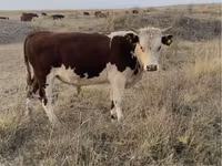 Bull, Kazakh White-headed cow — photo 1
