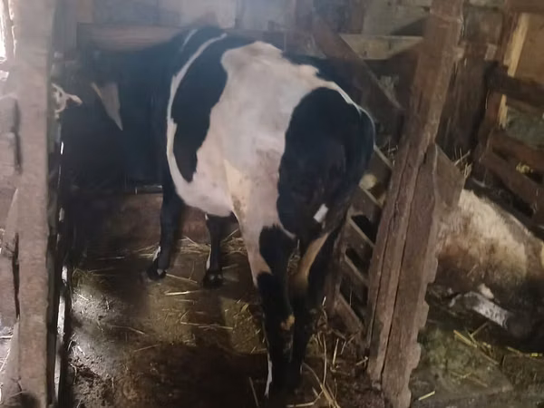 Sigir, Russian Black pied cattle