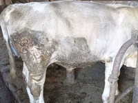 ثور, Swiss cattle — الصورة 4
