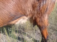Chèvre, Alpine goat — photo 2
