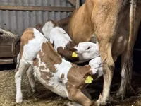 بقرة, Simmental cattle — الصورة 2