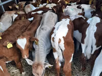 Taureau, Simmental cattle — photo 2
