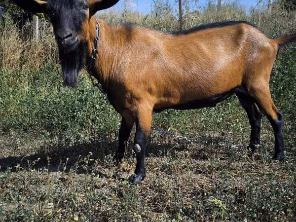 Țap, Capre