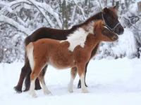 Cavalo, American shetland pony — foto 6