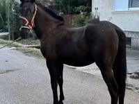 Yegua, Caballos — foto 1