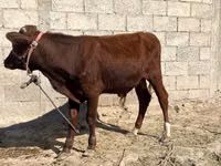 Buqa, Qoramol — 1-rasm